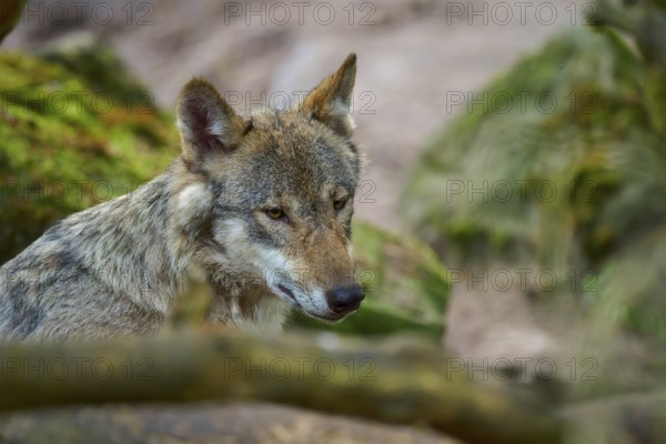 Wolf looks around the forest attentively and watchfully, Wolf (Canis lupus), summer, Germany