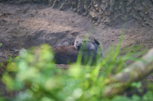 Wolf puppy sleeping in a hiding place in the forest, wolf (Canis lupus), summer, Germany