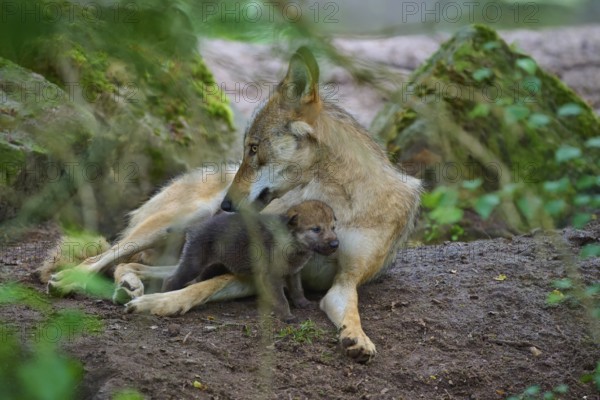 A wolf mothering a young puppy in the forest, wolf (Canis lupus), summer, Germany