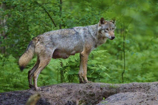A female wolf with mammals stands quietly on a forest floor, surrounded by lush, green vegetation, wolf (Canis lupus), summer, Germany