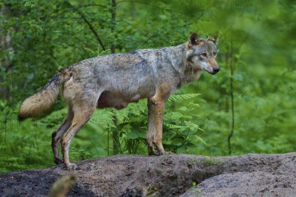 An observant female wolf with mammals observes her surroundings in the dense forest, flanked by green plants, wolf (Canis lupus), summer, Germany