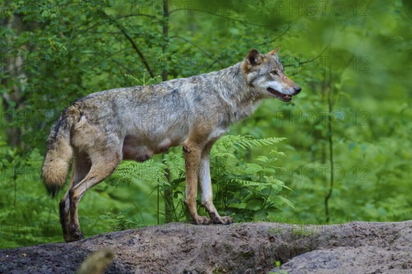 A female wolf with mammals stands on a hill and looks into the distance, surrounded by bright green vegetation, wolf (Canis lupus), summer, Germany