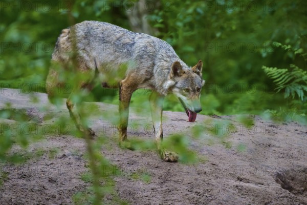 A wolf moving in focus through the forest landscape, wolf (Canis lupus), summer, Germany