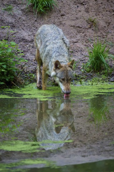 A wolf drinks calmly from a pond, reflected in the water, wolf (Canis lupus), summer, Germany