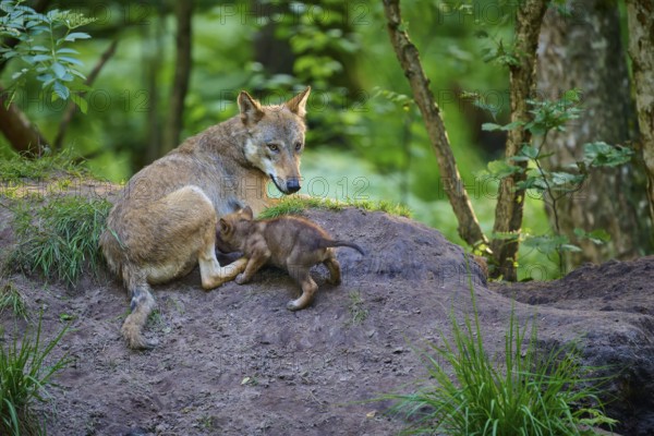 A wolf lying in the forest with a sucking puppy, wolf (Canis lupus), summer, Germany