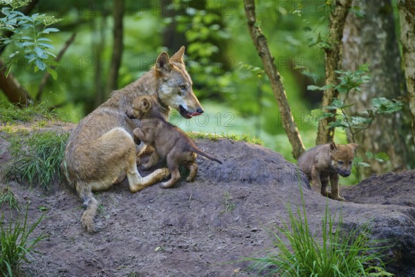 She-wolf lying in the forest with puppies and showing care, wolf (Canis lupus), summer, Germany
