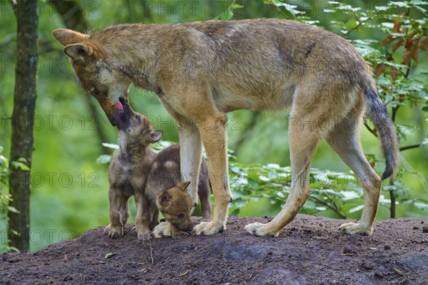 A wolf shows care for curious puppies, wolf (Canis lupus), summer, Germany