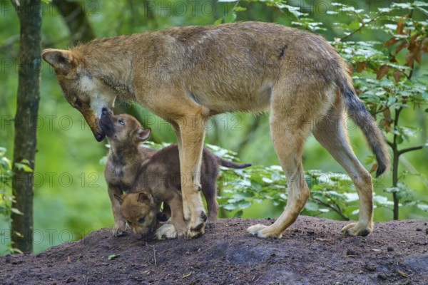 A wolf interacts lovingly with two puppies, Wolf (Canis lupus), Sommer, Germany