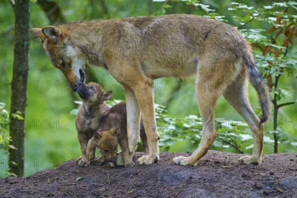 A wolf shows gentle affection for puppies, wolf (Canis lupus), summer, Germany