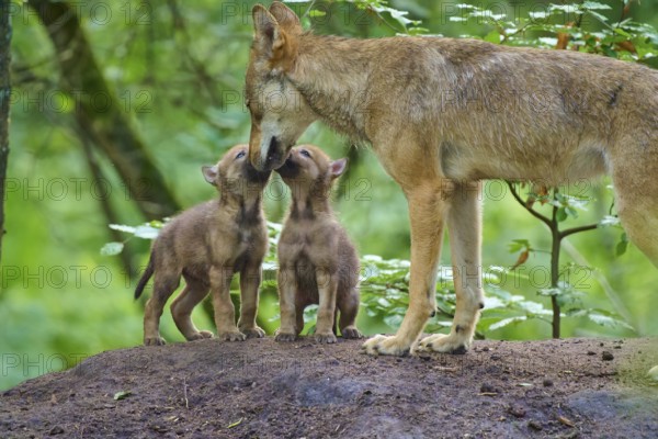 An adult wolf shows affection for two puppies, wolf (Canis lupus), summer, Germany