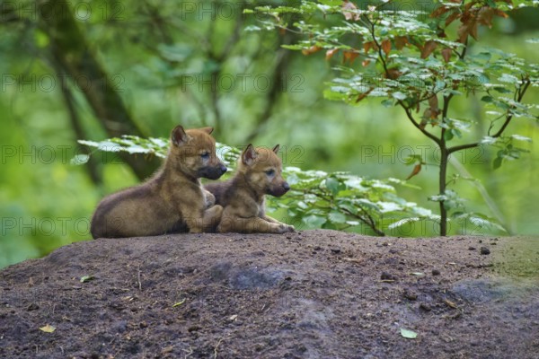 Two wolf pups sitting close together on a hill, wolf (Canis lupus), summer, Germany