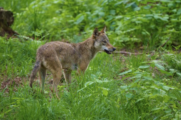 A wolf stands in a thick, green forest, wolf (Canis lupus), summer, Germany