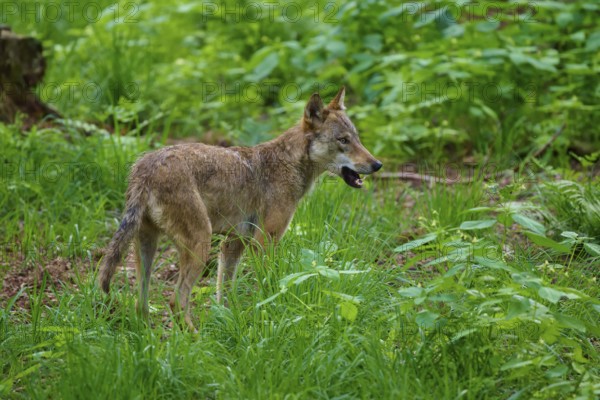 A wolf standing alert in the green forest, Wolf (Canis lupus), summer, Germany