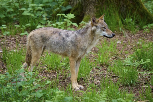 A wolf standing in a green forest surrounded by grass and trees, wolf (Canis lupus), summer, Germany