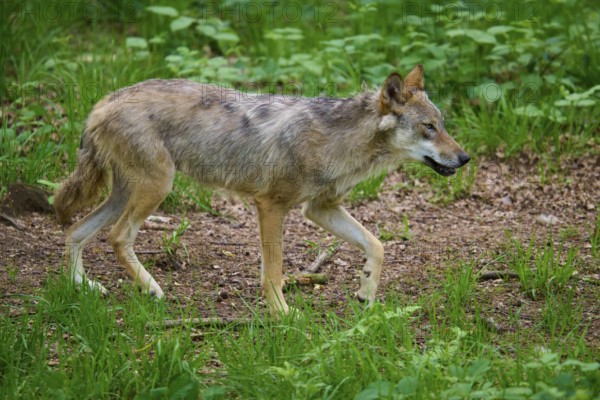 A wolf runs through a green forest, the animal appears alert and relaxed, wolf (Canis lupus), summer, Germany