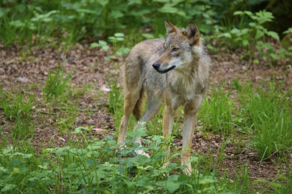 The wolf looks calmly into the distance while standing on the forest floor, surrounded by green vegetation, wolf (Canis lupus), summer, Germany