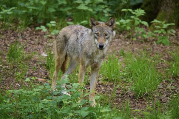 A curious wolf looks into the distance, standing on the forest floor, surrounded by green vegetation, wolf (Canis lupus), summer, Germany
