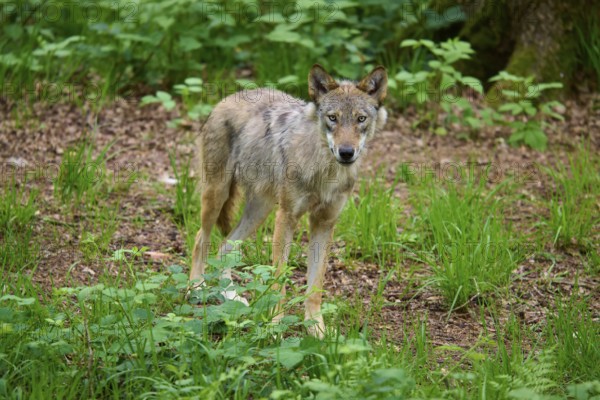 The wolf carefully observes his environment in the forest, surrounded by green vegetation and leaves, wolf (Canis lupus), summer, Germany