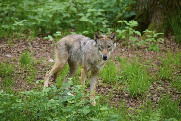 A wolf stands on the forest floor, surrounded by thick, green vegetation and trees, wolf (Canis lupus), summer, Germany