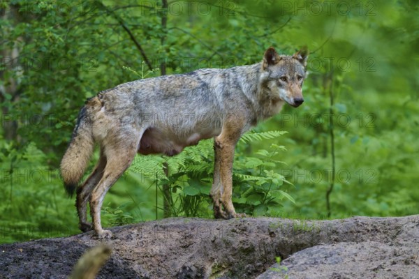 A female wolf with mammals in a thick forest, surrounded by green vegetation, gives a feeling of wilderness and freedom, wolf (Canis lupus), summer, Germany