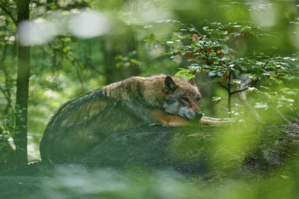 Wolf lies relaxed and alert on a hill in the forest, Wolf (Canis lupus), summer, Germany