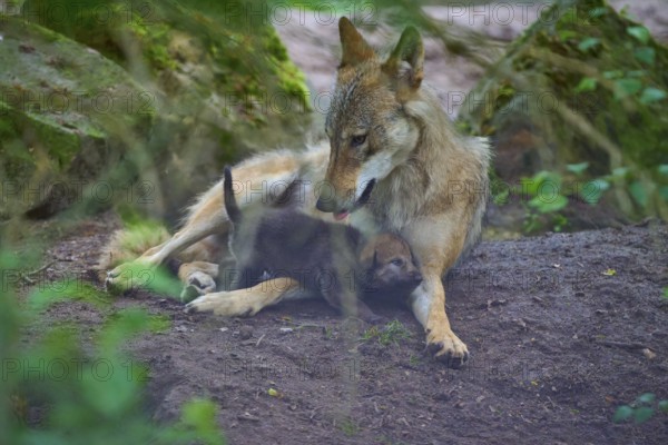 A wolf lovingly takes care of his puppy in the forest, wolf (Canis lupus), summer, Germany