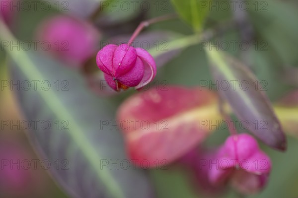 Common spindle bush (Euonymus europaeus), fruits, Emsland, Lower Saxony, Germany