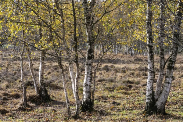 Birches (Betula pendula) in the moor, Emsland, Lower Saxony, Germany