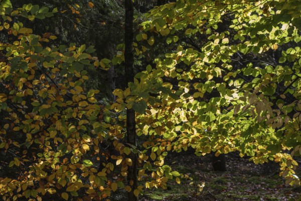Beech trees (Fagus sylvatica) in autumn leaves, Emsland, Lower Saxony, Germany