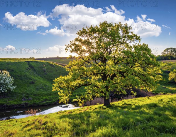 A serene landscape featuring a large tree by a stream at sunset with vibrant green grass and blooming flowers, spring landscape, the oak branch of nature, clear blue sky, idyllic atmosphere with green grass meadow, hills in the calm nature, AI generated