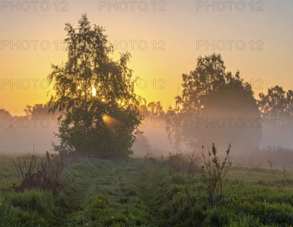 A misty field at sunrise with soft light illuminating trees and greenery, creating a serene atmosphere, spring or summer landscape, morning and the first sun lights at sunrise in fog, clear sky, idyllic nature with calm atmosphere, trees on hills, foggy river with mist, AI generated