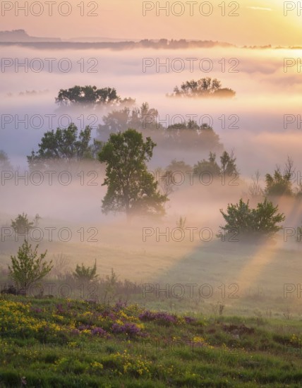 A misty field at sunrise with soft light illuminating trees and greenery, creating a serene atmosphere, spring or summer landscape, morning and the first sun lights at sunrise in fog, clear sky, idyllic nature with calm atmosphere, trees on hills, foggy river with mist, AI generated