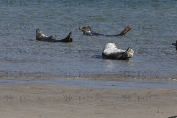 Seals and grey seals on the bathing dune of the island of Heligoland, Schleswig-Holstein, Germany