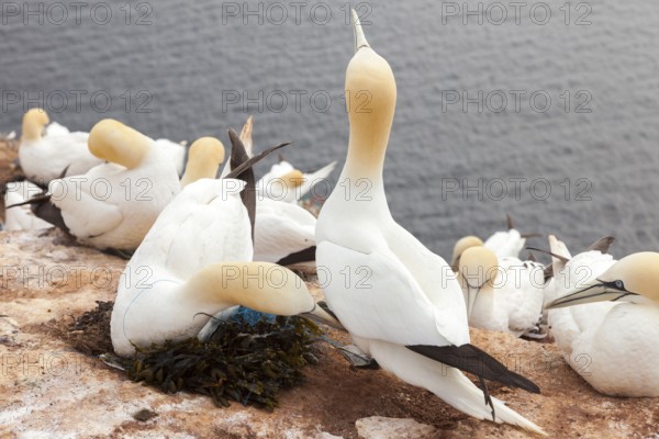 Bastan elp with fishing net entangled around the neck, Heligoland, Schleswig-Holstein, Germany