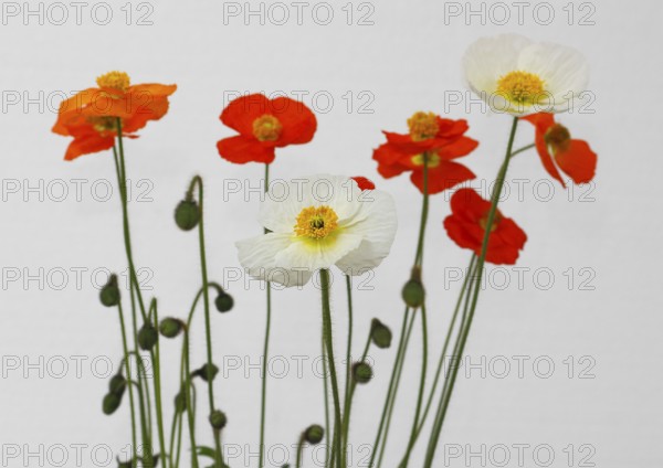 Icelandic poppy (Papaver nudicaule), flowers in the studio, white background, North Rhine-Westphalia, Germany