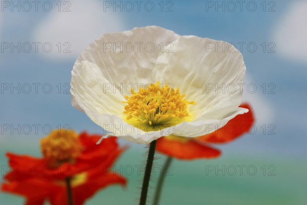Icelandic poppy (Papaver nudicaule), flowers in the studio, painted background, North Rhine-Westphalia, Germany