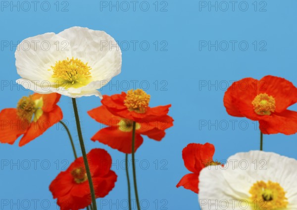 Icelandic poppy (Papaver nudicaule), flowers in the studio, blue background, North Rhine-Westphalia, Germany