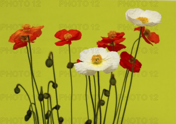 Icelandic poppy (Papaver nudicaule), flowers in the studio, light green background, North Rhine-Westphalia, Germany