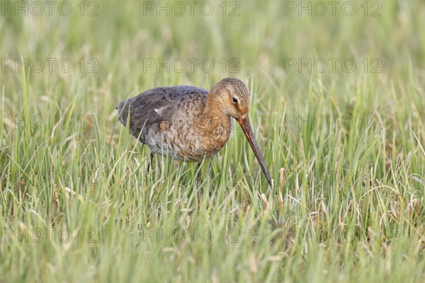Blacktail (Limosa limosa) runs on the shore of a lake in a moor, snipe birds, wildlife, nature photography, oxmoor, Dümmer See, Hüde, Lower Saxony, Germany