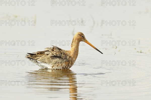 Greenpike (Limosa limosa) runs in shallow water in a moor during morning fog, snipe birds, wildlife, nature photography, ox bog, Dümmer See, Hüde, Lower Saxony, Germany