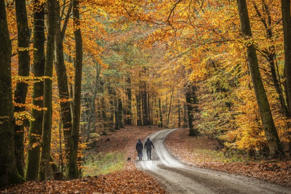 A couple with a dog walks on a forest path through a beech forest in autumn colors in Fyledalen, Ystad Municipality, Skåne, Sweden, Scandinavia