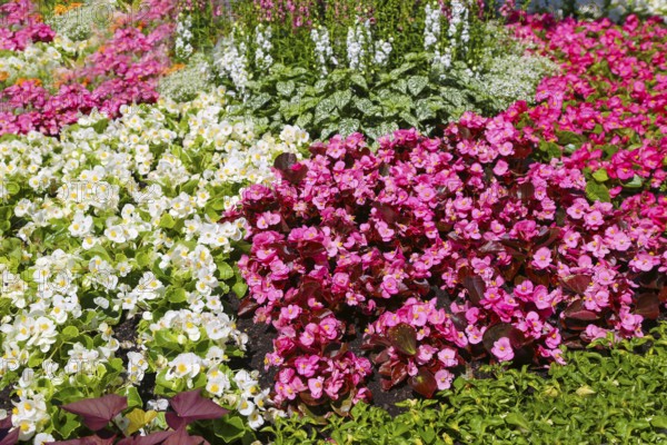 Ice begonia (Begonia semperflorens), flower bed begonia, God's eye, white and pink flowers, flowers, plants, gardens, Baden-Württemberg, Germany
