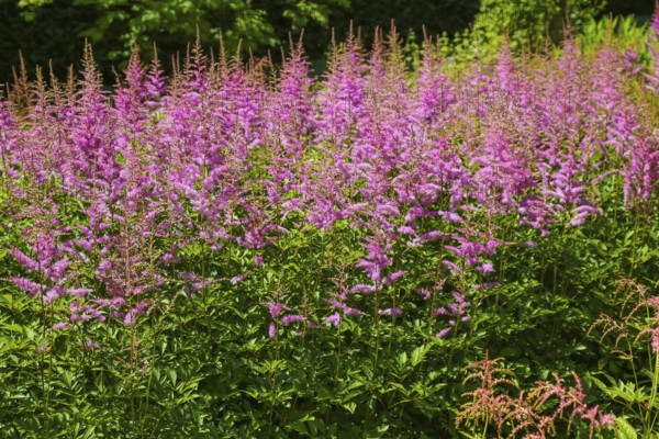 Magnificent spiers (astilbe), red flowers, plants, shrubs, gardens, Baden-Württemberg, Germany