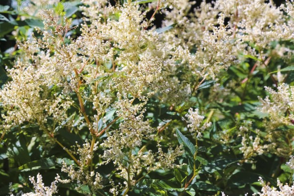 Magnificent spiers (astilbe), white blossoms, flowers, plants, shrubs, gardens, Baden-Württemberg, Germany