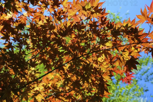 Maple (Acer), tree, orange, red leaves, leaves in autumn colors, plants, gardens, Baden-Württemberg, Germany