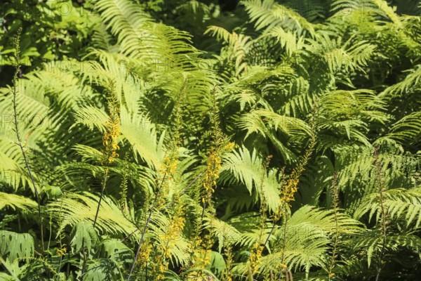 Rib fern (Struthiopteris spicant, syn.: Blechnum spicant), plants, gardens, Baden-Württemberg, Germany