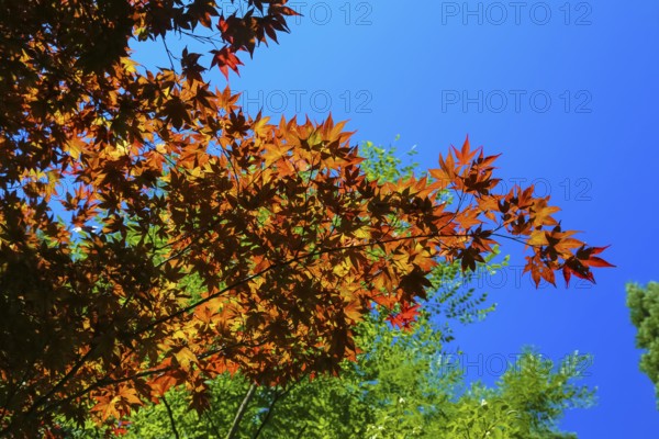 Maple (Acer), tree, orange, red leaves, leaves in autumn colors, plants, gardens, blue sky, Baden-Württemberg, Germany