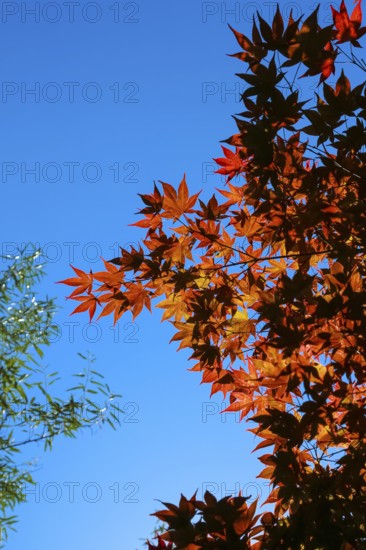 Maple (Acer), tree, orange, red leaves, leaves in autumn colors, plants, gardens, blue sky, Baden-Württemberg, Germany