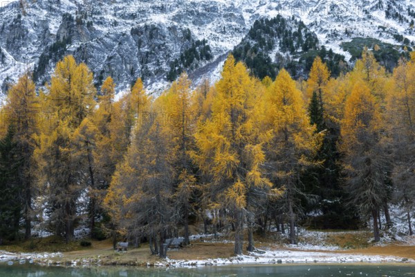 Lake Palpougna, mountain lake, mixed forest with larch (Larix) in autumn colors, snow, autumn, Filisur mountain green, Albula Pass, Grisons, Switzerland