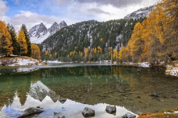 Lake Palpougna, mountain lake, Piz da la Plais, Tschimels, mixed forest with larches (Larix) in autumn, snow, autumn, Filisur mountain green, Albula Pass, Grisons, Switzerland